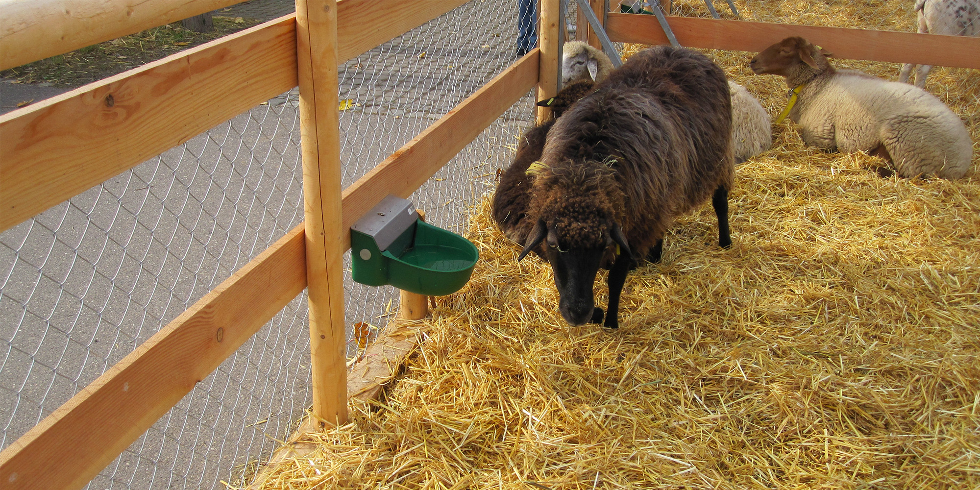 Brush for Goats Automatic Scratching Brush for Livestock Agriclé