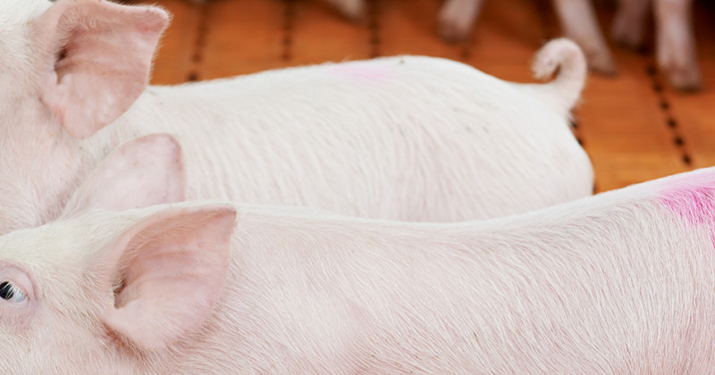 WATER CONSUMPTION FOR PIG, SOW AND PIGLET