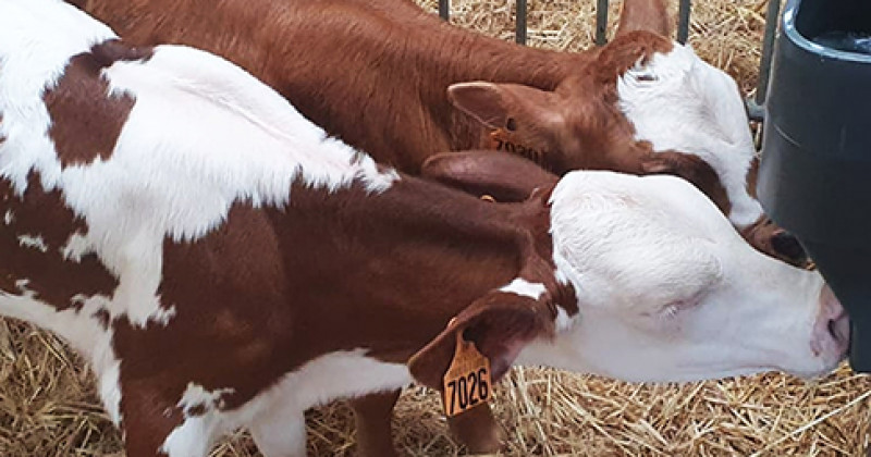 GOOD CALF FEEDING ENSURES A SUCCESSFUL DAIRY HERD