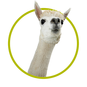 Alpaca