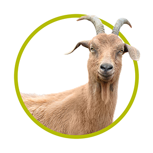 Goat
