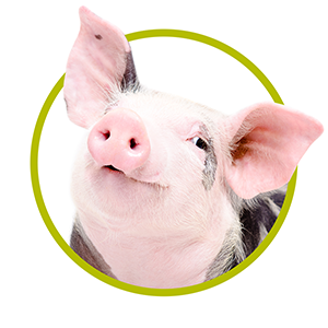 Pig