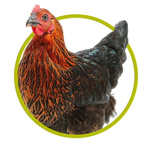 Chicken