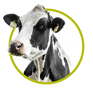 COW AND LIVESTOCK