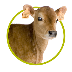 Calf