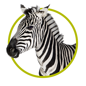 Zoo animals