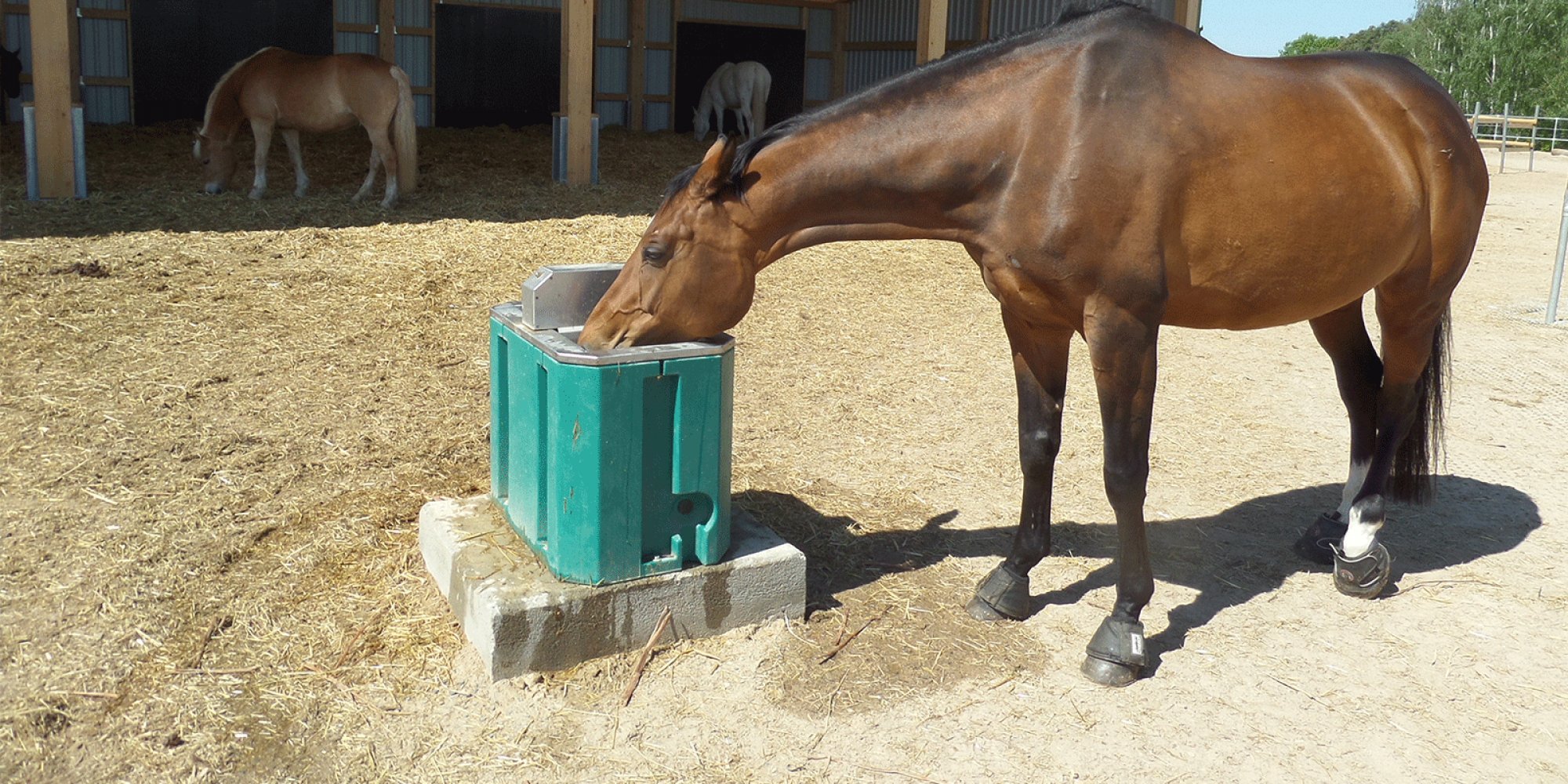 Abreuvoir Automatique Chevaux Avec Languette Pression - Tuyau 80cm Et Adaptateur Inclus - Pour Chevaux, Bovins, Ânes