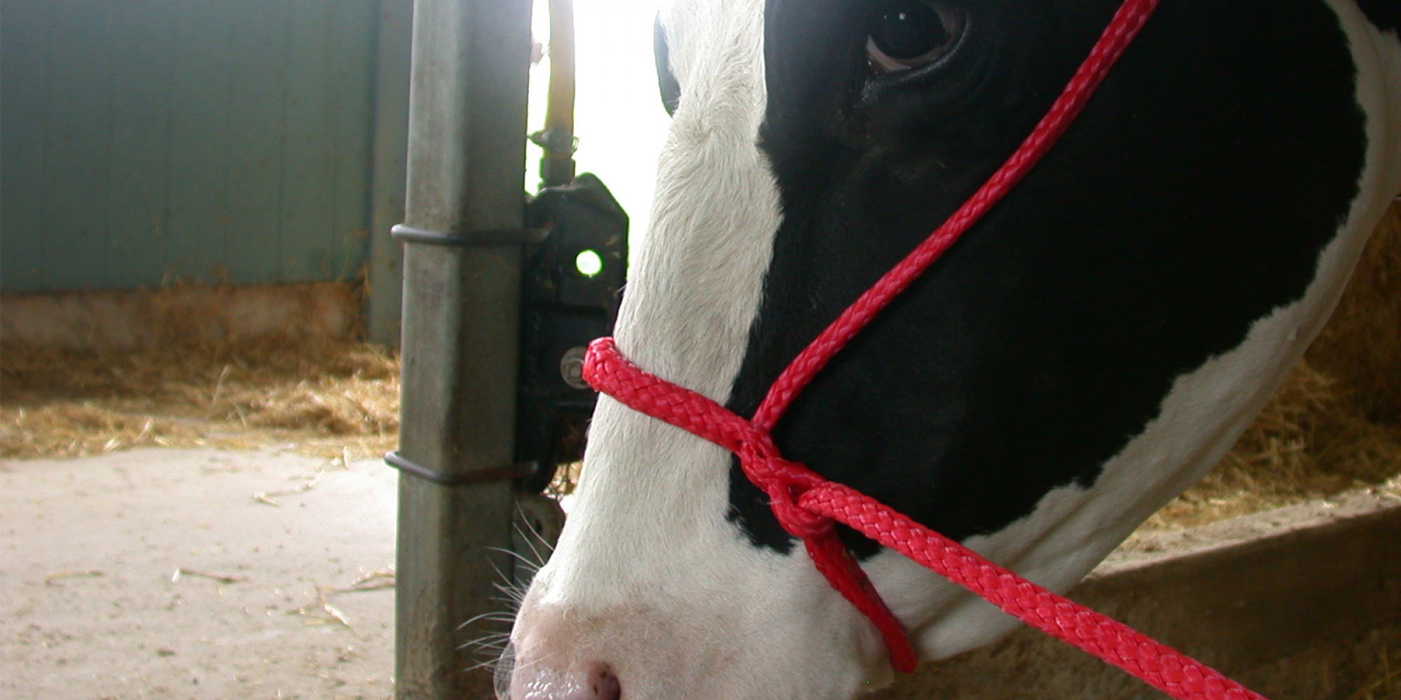 Cattle Care - Cattle Restraint Equipment - Agriclé | Agriclé