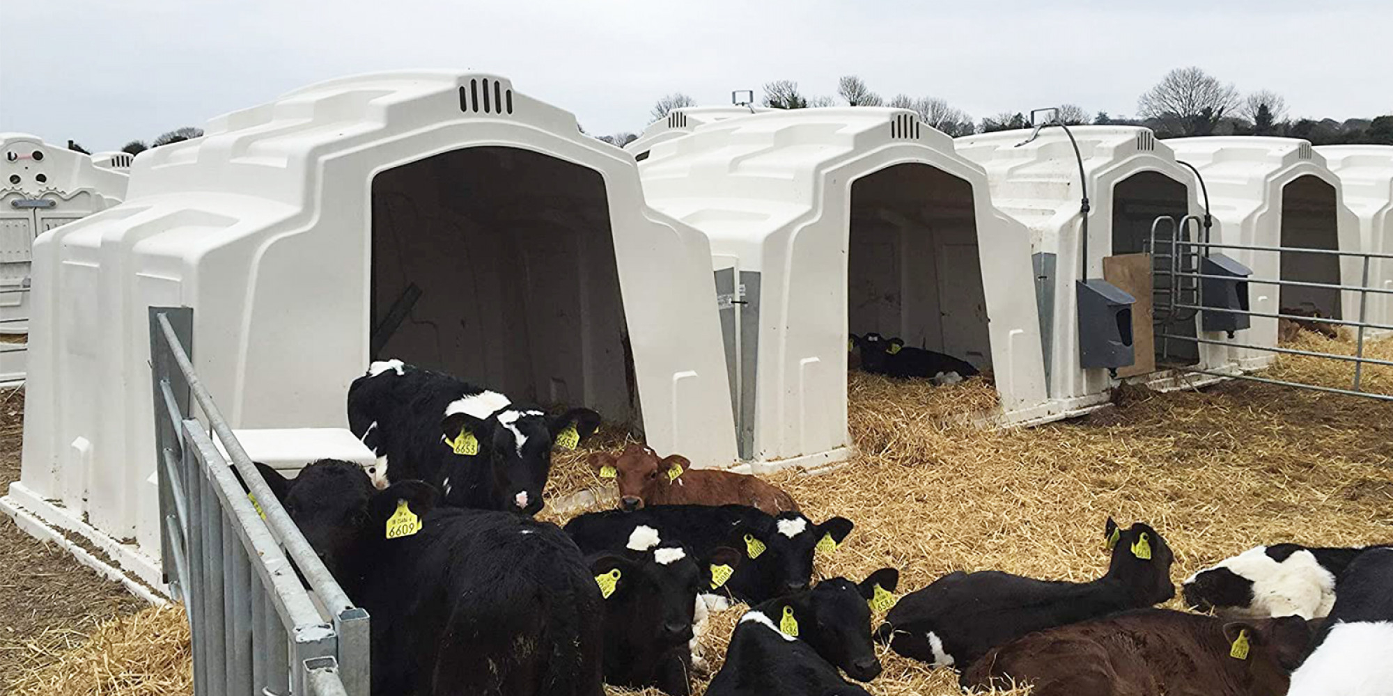 Cabane à Veau - Logement de Groupe - Agricle.com | Agriclé