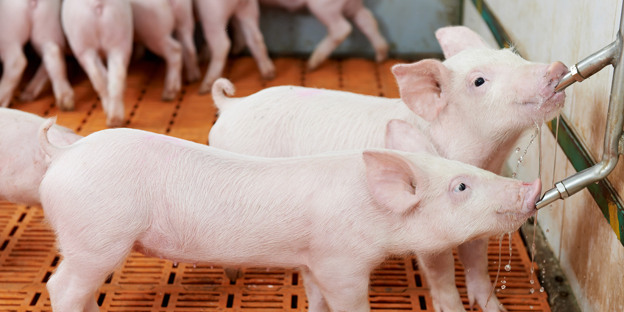 Équipement de Porcherie - Suce, Pousse Tube et Tétine à Cochon | Agriclé