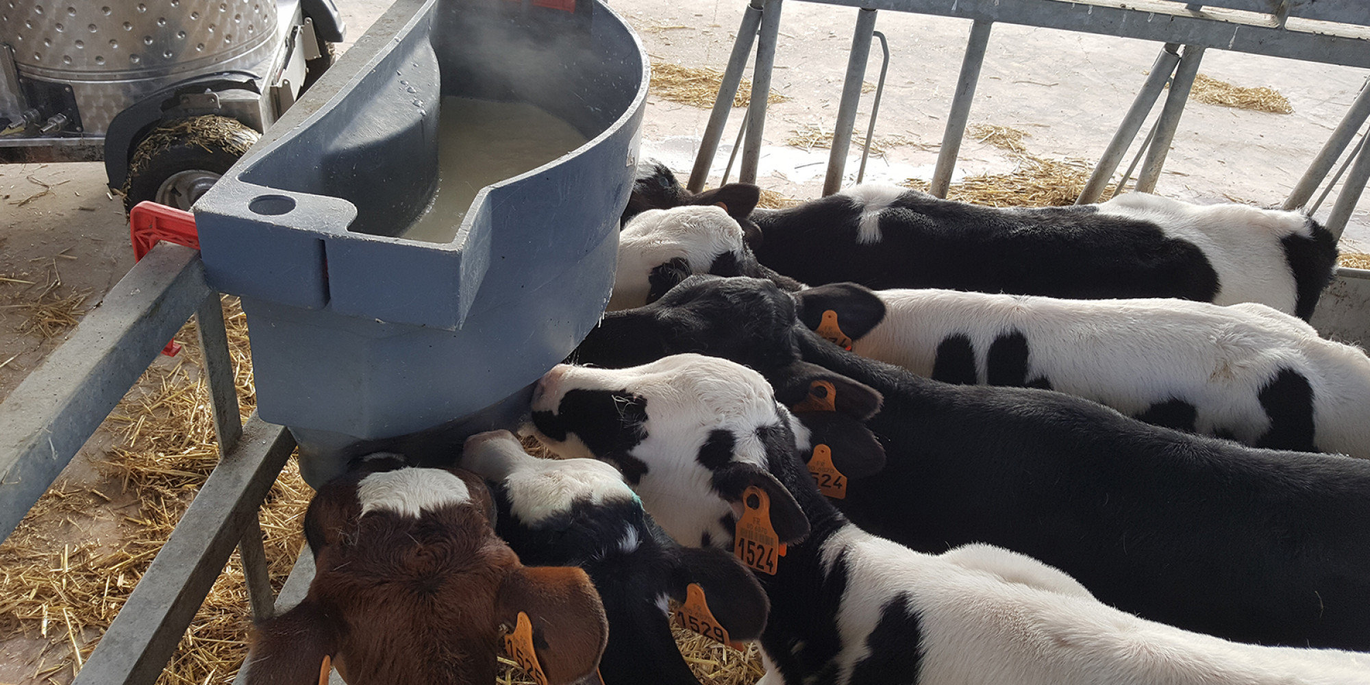 Nourrisseur à Veau | Agriclé