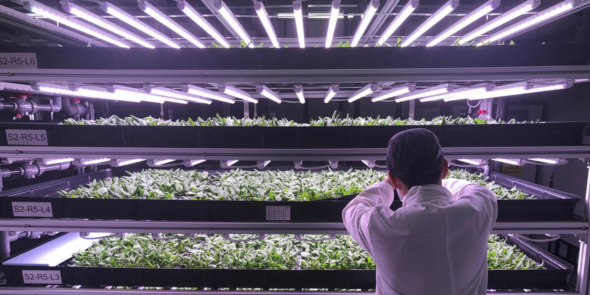 Lampes de Culture LED Gage de Qualité Agriclé Agriclé