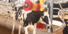 BENEFITS OF AUTOMATIC BRUSH FOR COWS AND OTHER FARM ANIMALS 