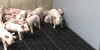 TO CHOOSE INTERIOR CONSTRUCTION PANELS FOR PIG FARMS