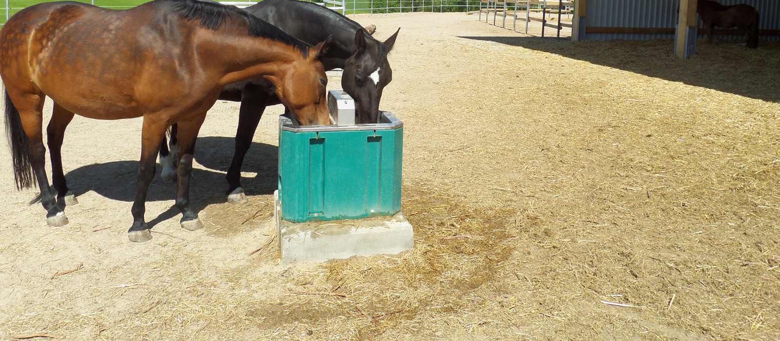 Horse Waterers Horse Waterers