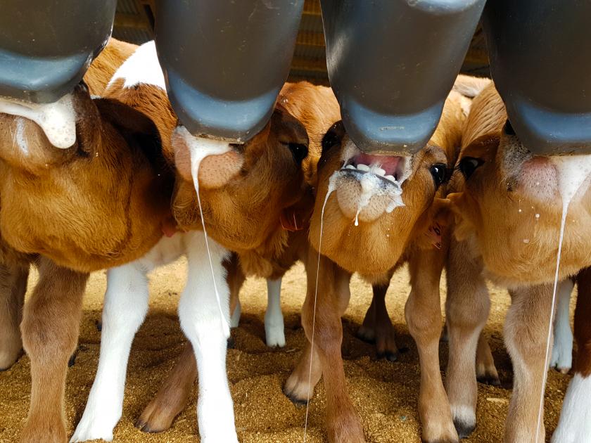 HOW TO NATURALLY SOLVE YOUR CALVES COUGH AND DIARRHEA PROBLEMS Blog