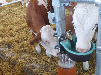 cow drinking water